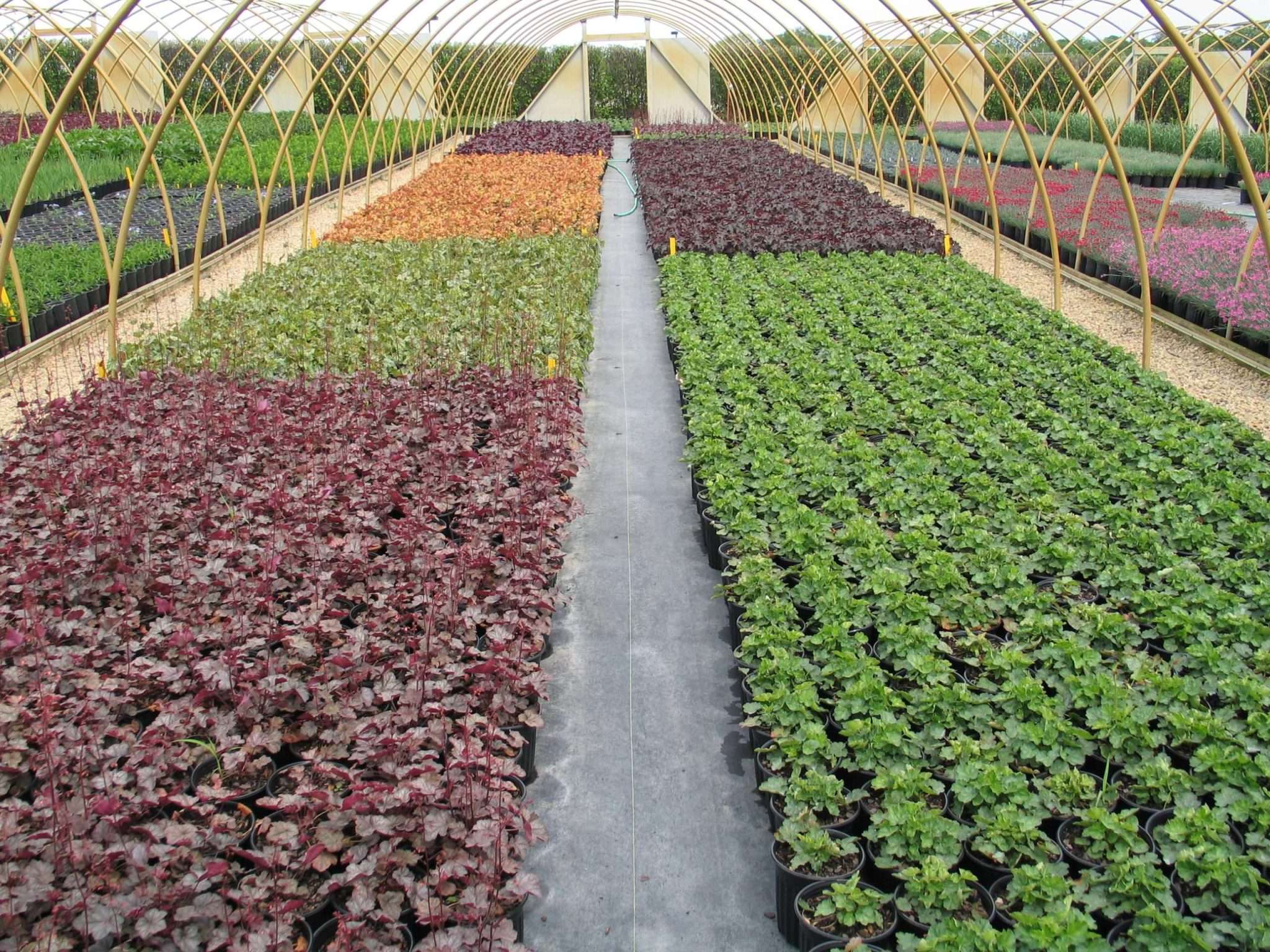 wholesale-nursery-plant-grower-supplier-sun-acquisitions
